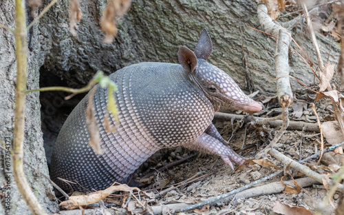 Nine-banded armadillo (Dasypus novemcinctus) getting out of a burrow, in the United States. The nine-banded armadillo is a solitary, mainly nocturnal animal, found in many kinds of habitat