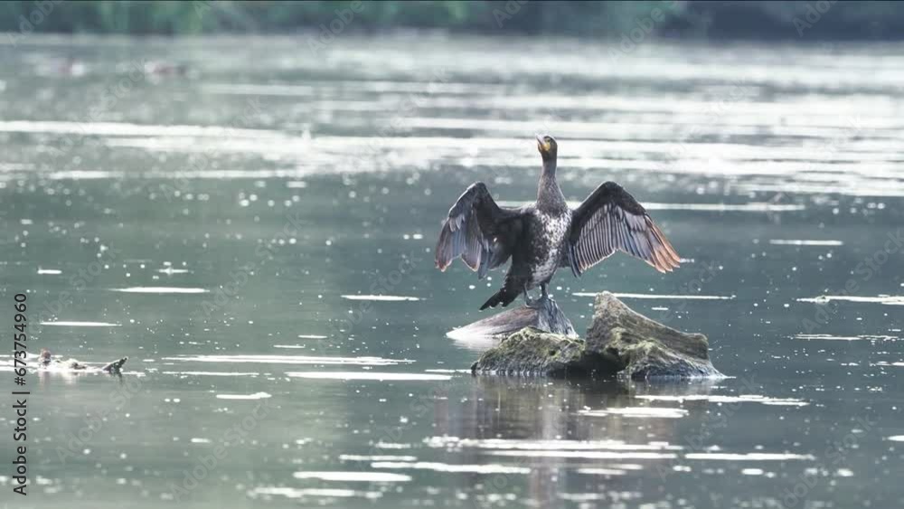 Great cormorant (Phalacrocorax carbo) drying wings on dead wood, Hesse, Germany, Europe
