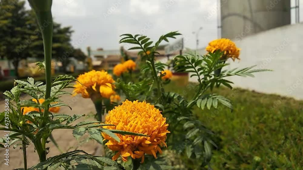 Beautiful marigold flower in the garden