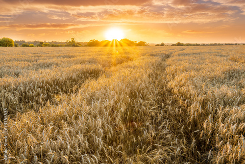 scenic evening in golden wheat field with rustic road, amazing cloudy sunset. rural agriculture landscape of nature view