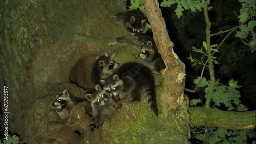Animal family, raccoons (Procyon lotor) in front of their den on an oak tree, Hesse, Germany, Europe
