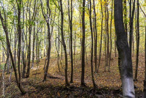Fototapeta Naklejka Na Ścianę i Meble -  Autumn forest in a sunny day
