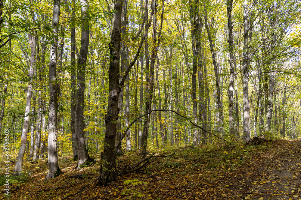 Autumn forest in a sunny day Autumn forest in a sunny day