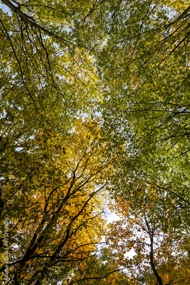 Yellow leaves on trees in autumn