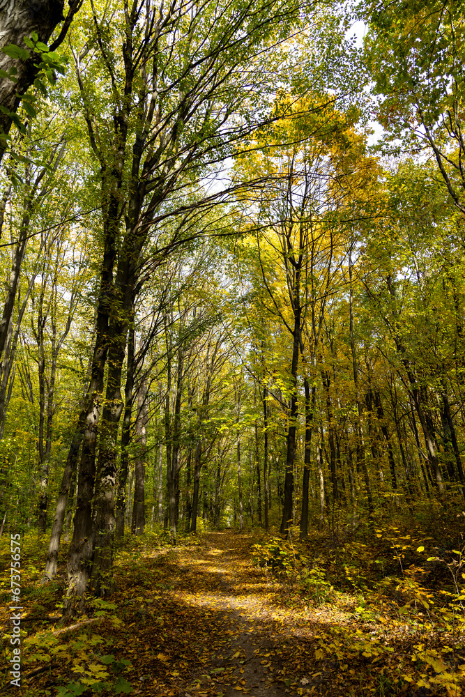 Autumn forest in a sunny day Autumn forest in a sunny day