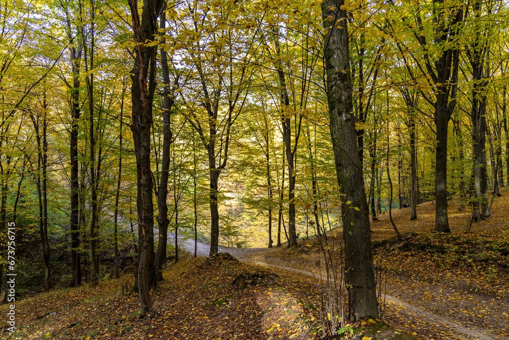 Fototapeta premium Autumn forest in a sunny day
