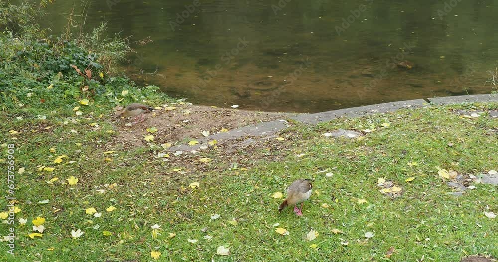 (Alopochen-aegyptiaca) Couple d'Ouette d'Egypte au plumage brun roussâtre se nourrissant d'herbe et de graines au bord d'une rivière
