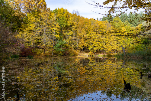 Autumn forest near a small lake