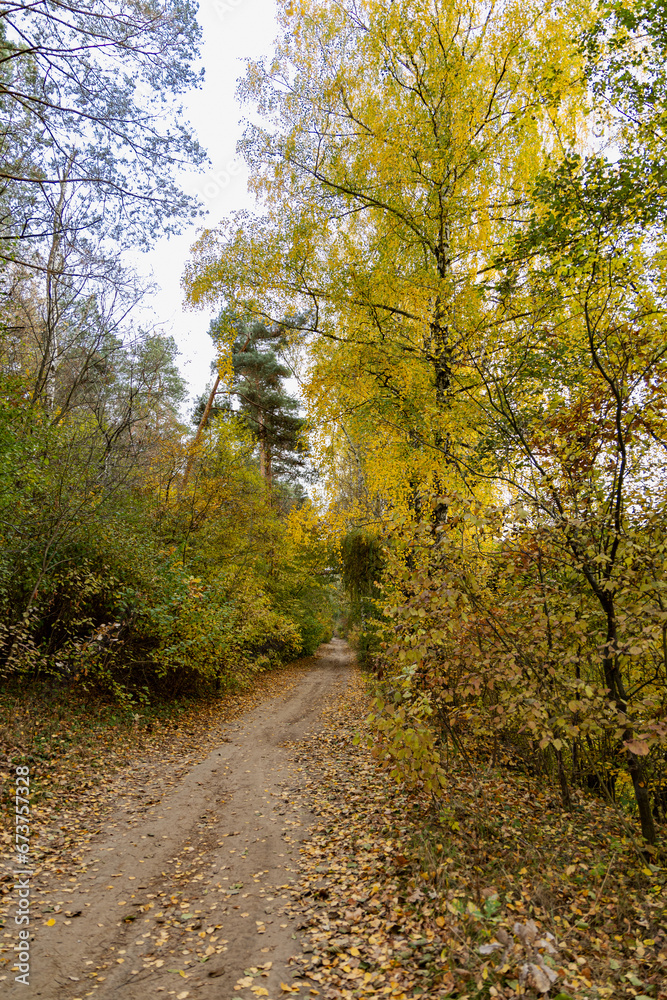 Dirt country road in the autumn forest