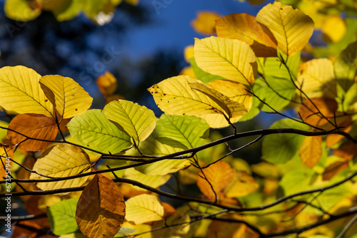 Bright yellow leaves on autumn trees