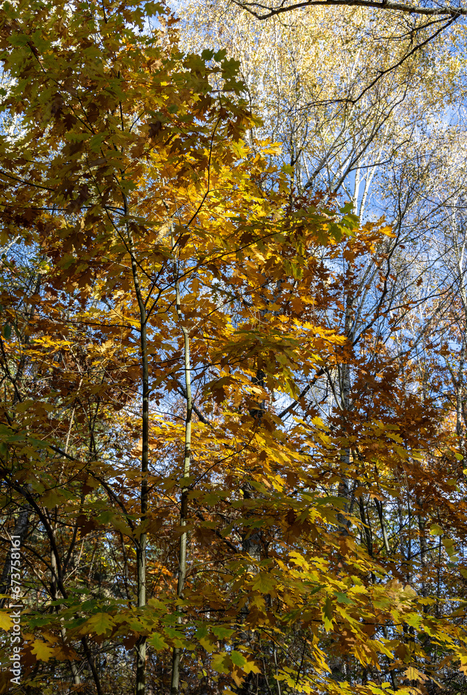 Colorful bright leaves on trees in autumn Colorful bright leaves on trees in autumn