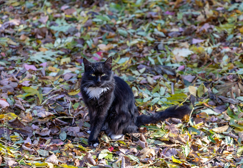Black cat on a walk in the park