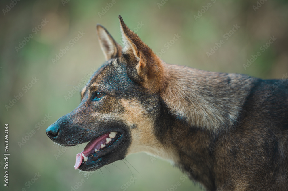 A side profile of a brindle dog with perked ears and open mouth, exuding curiosity, set against a tranquil green backdrop.