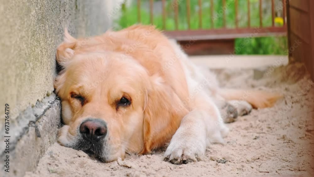 The sad golden retriever dog lies on ground in pen. View on sleeping domestic pet outdoors in cage close-up. Homeless animals. Catching stray dogs. Lonely sadness animal. Depressive mood concept. The sad golden retriever dog lies on ground in pen. View on sleeping domestic pet outdoors in cage close-up. Homeless animals. Catching stray dogs. Lonely sadness animal. Depressive mood concept.