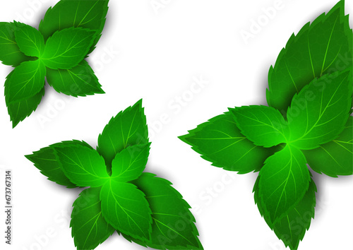 Realistic mint leaf on a white background. Freshness concept. Vector
