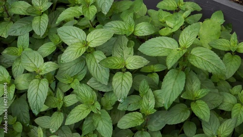 Garden plants. Lush green leaves of peppermint plants in a top-down view. These food spices are growing in the plant bed and are also popular folk remedies for medicinal use.  photo