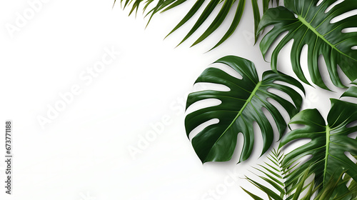 Creative arrangement of tropical monstera leaves against white abstract wall background