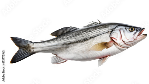 Seafood Star: Isolated Fresh Sea Bass Fish on White transparent background,png