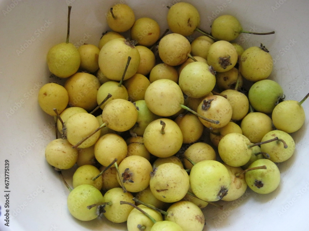 ripe wild pears collected in the autumn forest ripe wild pears collected in the autumn forest