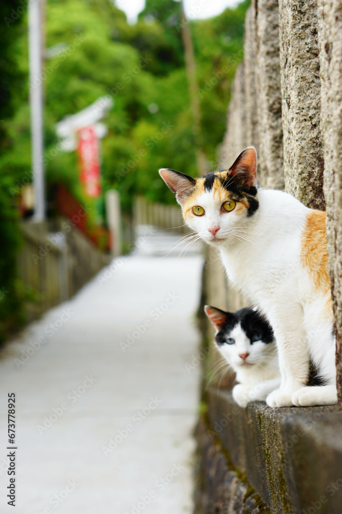 京都 伏見稲荷大社の参道でリラックスする野良猫たち