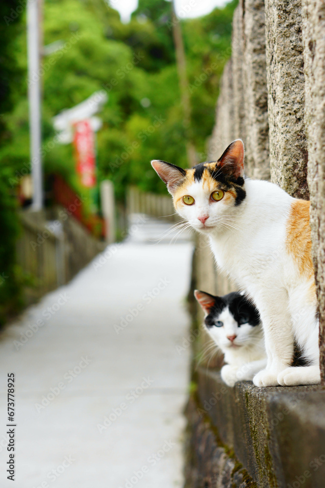京都 伏見稲荷大社の参道でリラックスする野良猫たち 京都 伏見稲荷大社の参道でリラックスする野良猫たち
