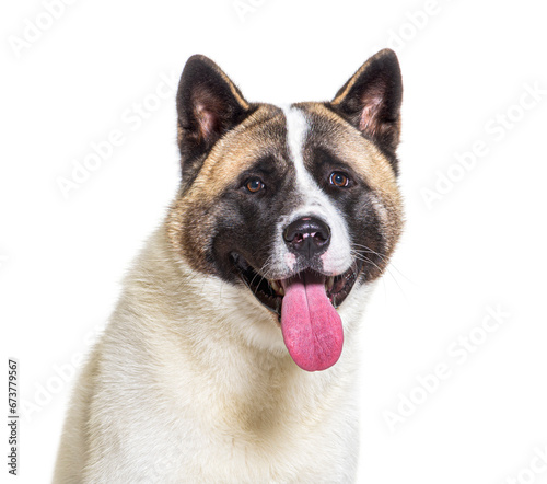 Close-up of american akita dog isolated on white