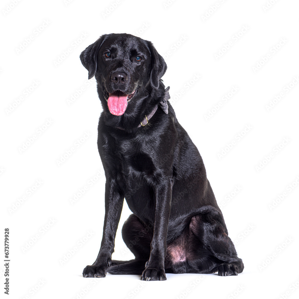 Fototapeta premium Black Labradorpanting dog sitting, isolated on white