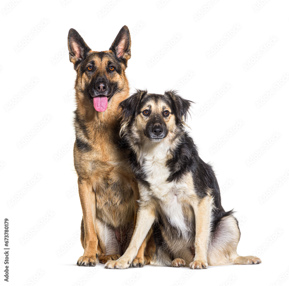 German shepherd and mixed breed dog dog sitting, isolated on whi
