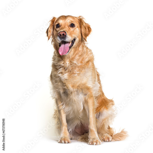 Fototapeta Naklejka Na Ścianę i Meble -  Golden retriever dog sitting, isolated on white