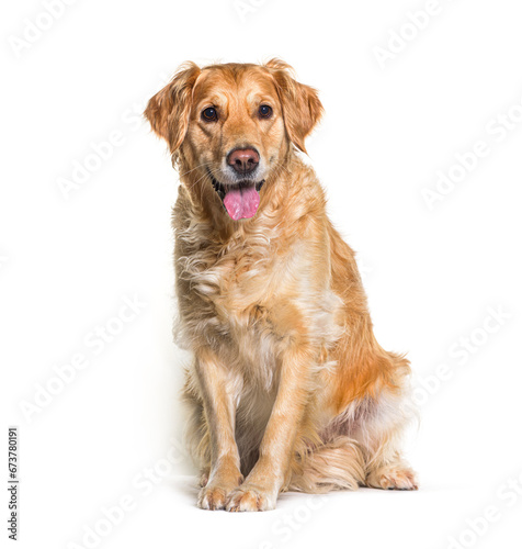 Golden retriever dog sitting, isolated on white