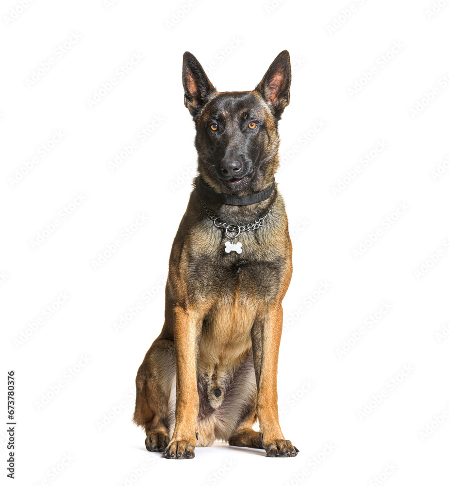 Mallinois dog wearing a collar, white background