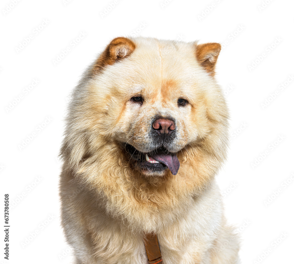 Fototapeta premium Chow-chow dog, panting, isolated on white background