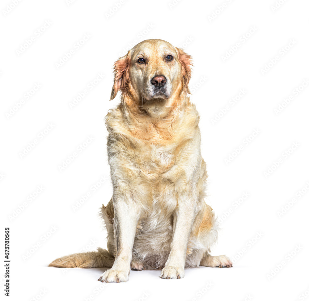 Golden Retriever, isolated on white background