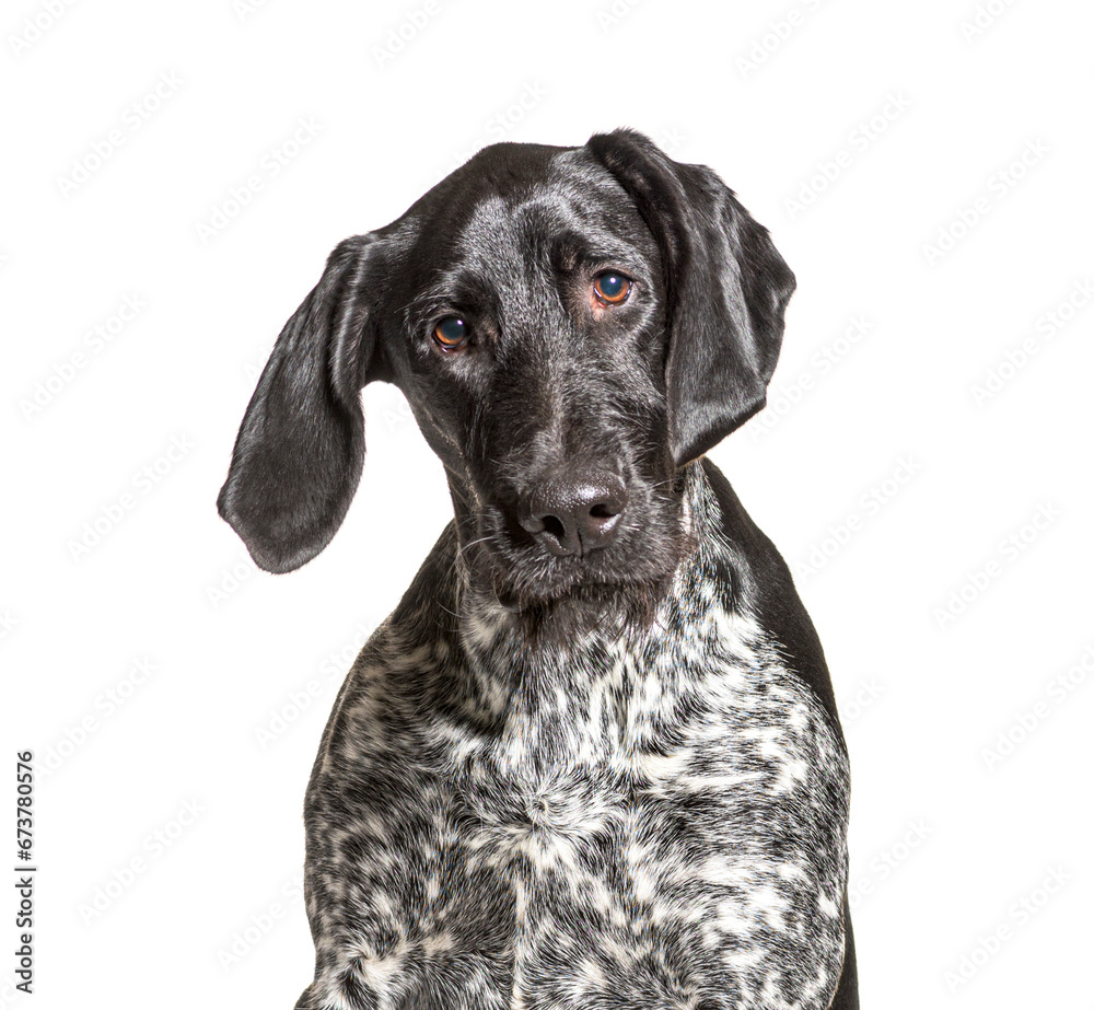 German Shorthaired Pointer, isolated on white background German Shorthaired Pointer, isolated on white background