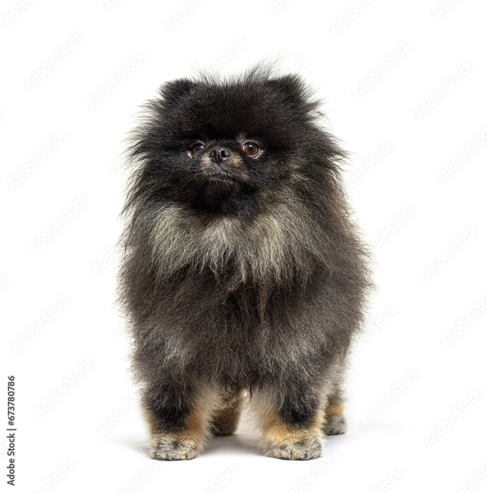 Obraz premium Black Spitz facing at the camera, isolated on white