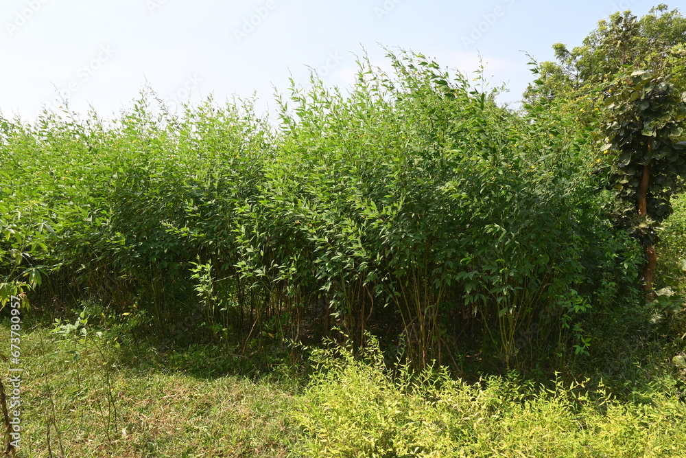 Pigeon pea crop with flowers. Pigeon pea plant in floral stage. Its other names Cajanus cajan, pigeonpea, red gram or tur. This is a perennial legume from the family Fabaceae.
Pigeon pea crop with flowers. Pigeon pea plant in floral stage. Its other names Cajanus cajan, pigeonpea, red gram or tur. This is a perennial legume from the family Fabaceae.