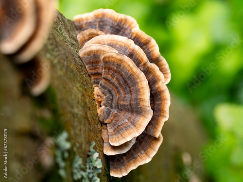 selective focus of a Coriolus versicolor or Polyporus versicolor (Trametes versicolor) on a trunk in the woods with blurred background photo