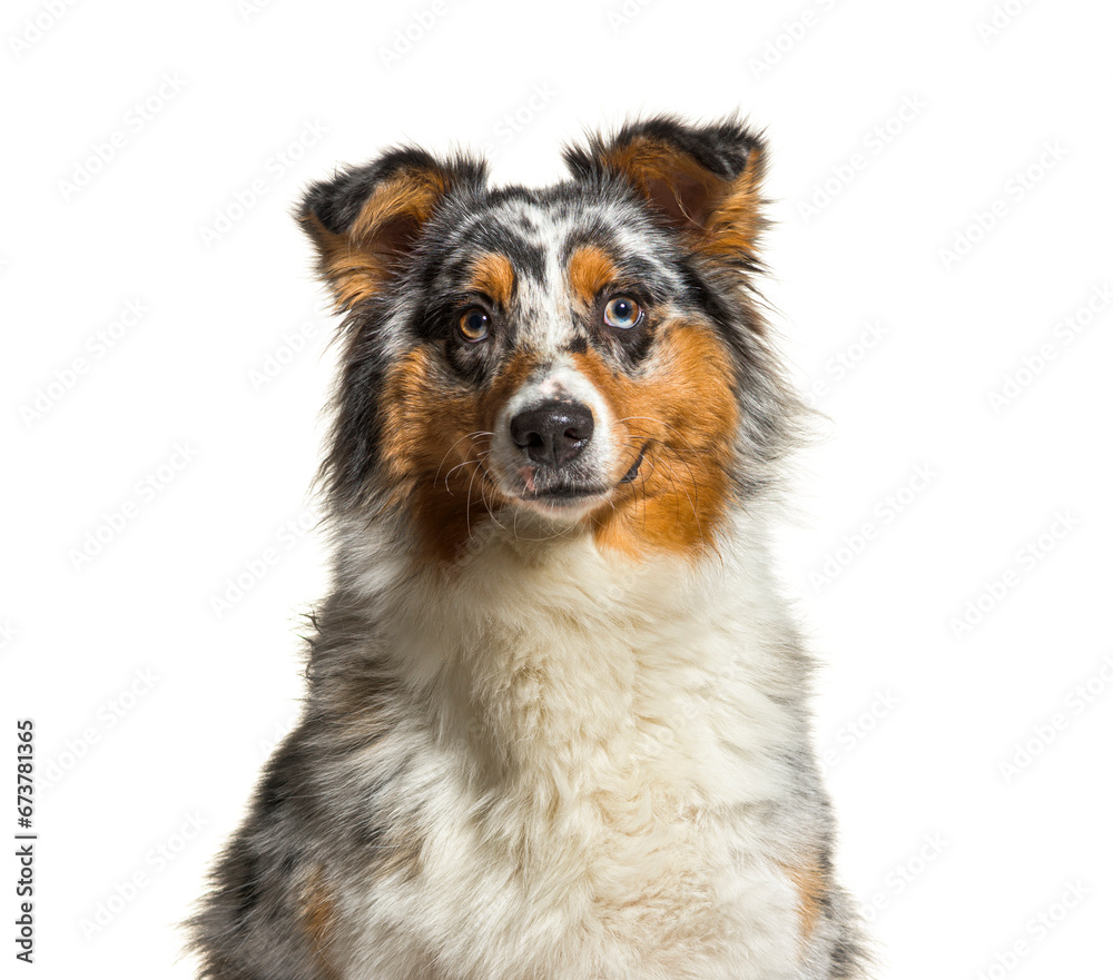 Australian Shepherd sitting and looking at the camera, isolated