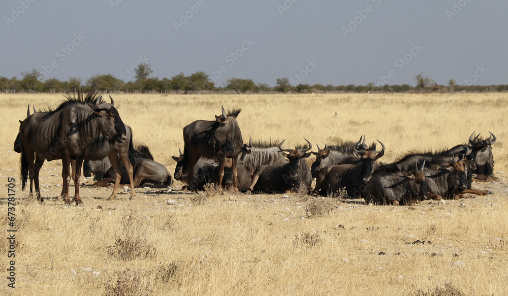 Obraz premium Troupeau de gnous - Namibie