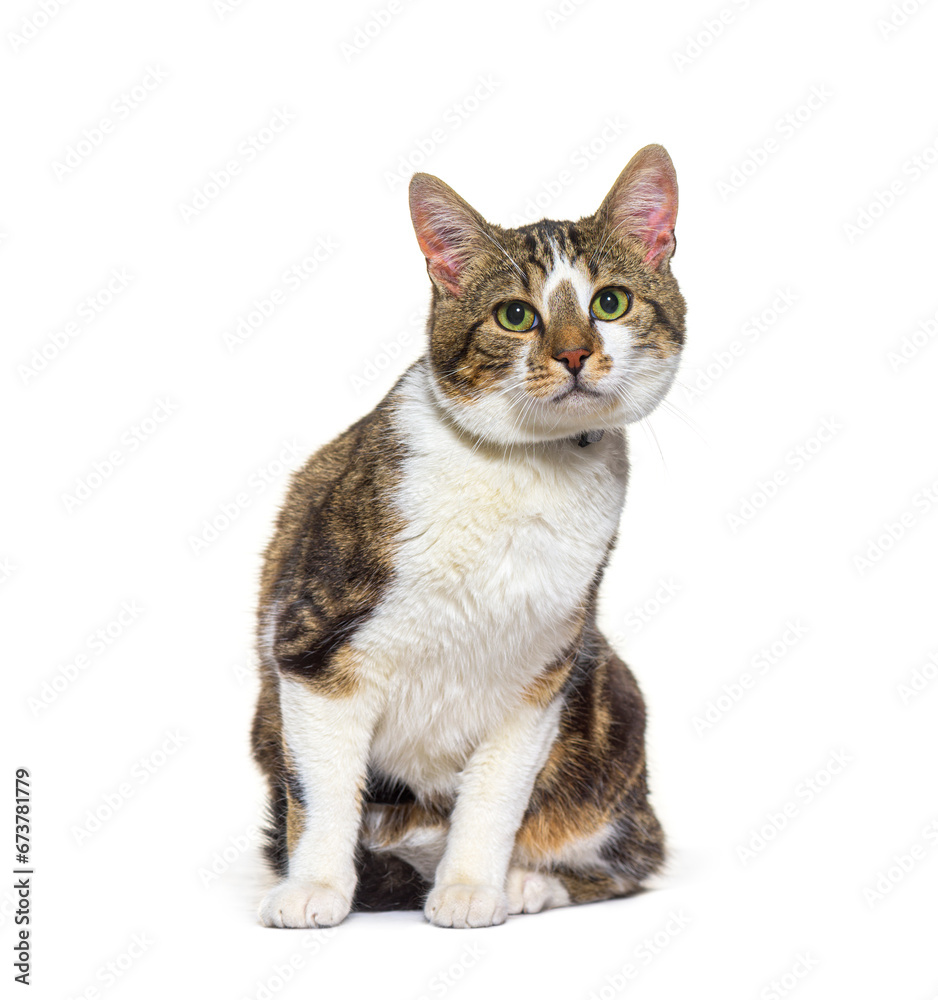 Fototapeta premium Mixed-breed cat dog isolated on white