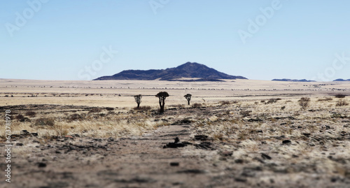 Schilderij op canvas Acacias calcinés - Namibie