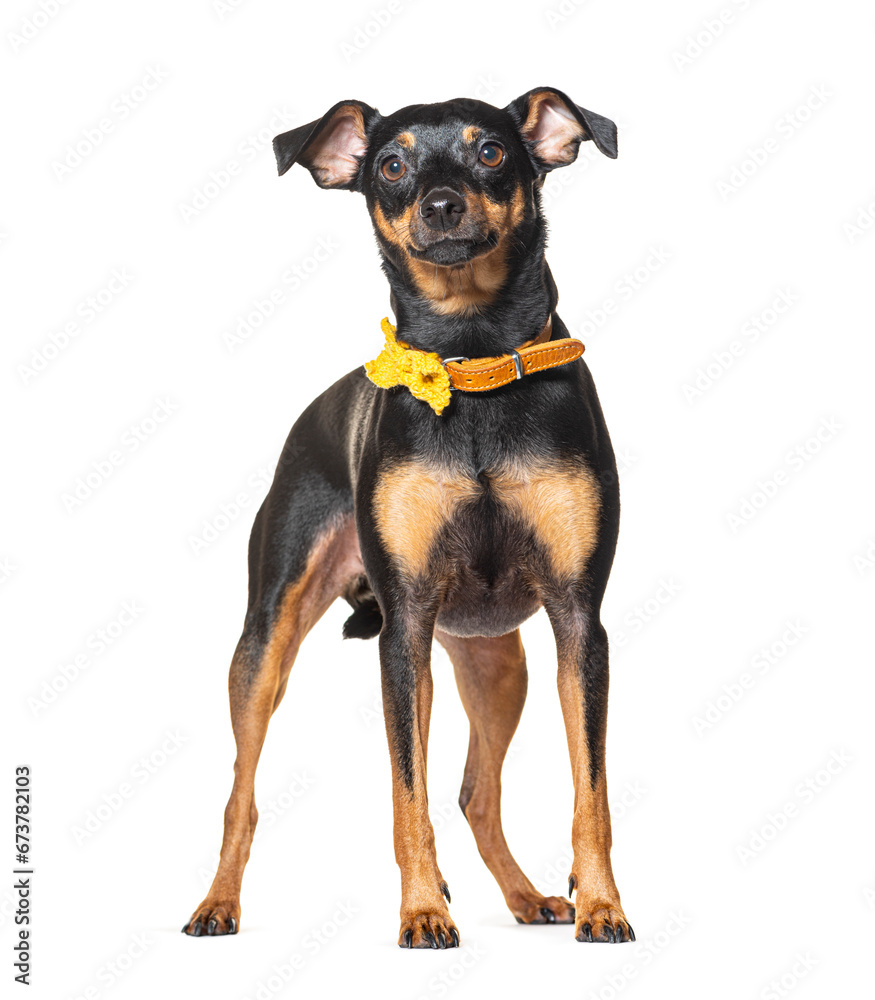 Miniature Pinscher dog wearing a yellow collar dog Miniature Pinscher dog wearing a yellow collar dog