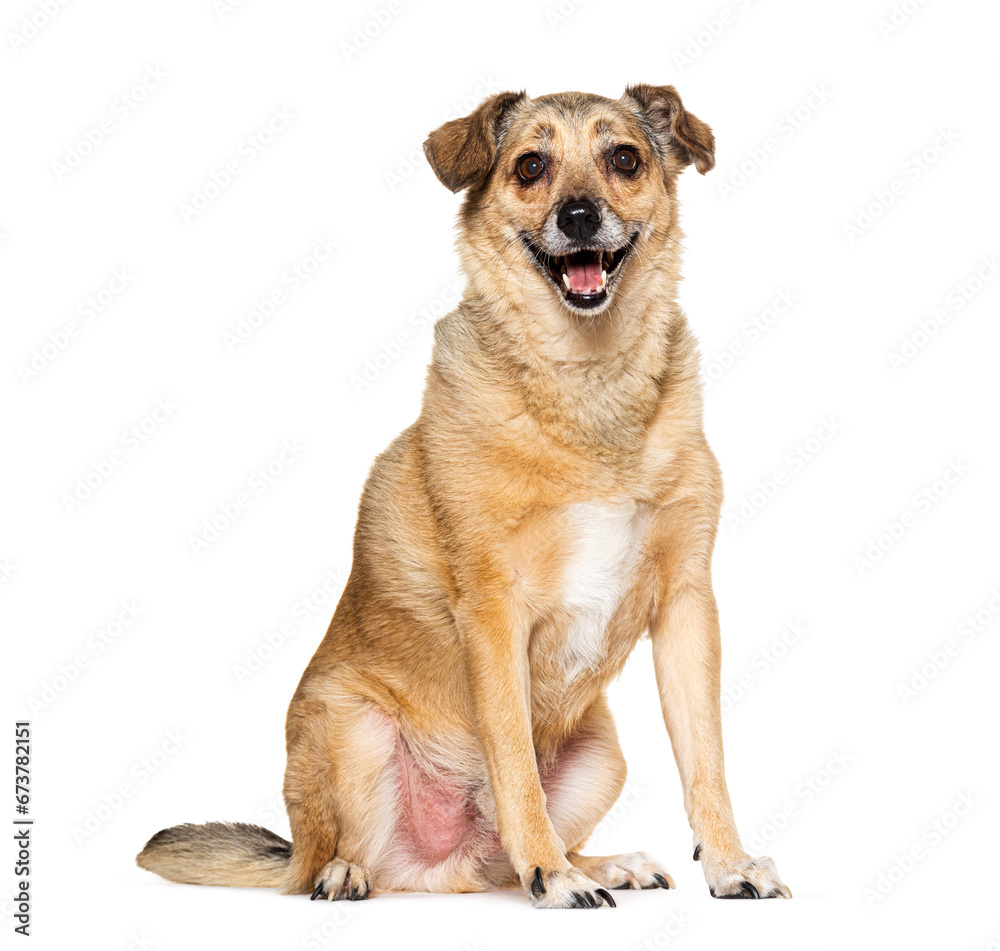 Old small Crossbreed dog panting isolated on white Old small Crossbreed dog panting isolated on white