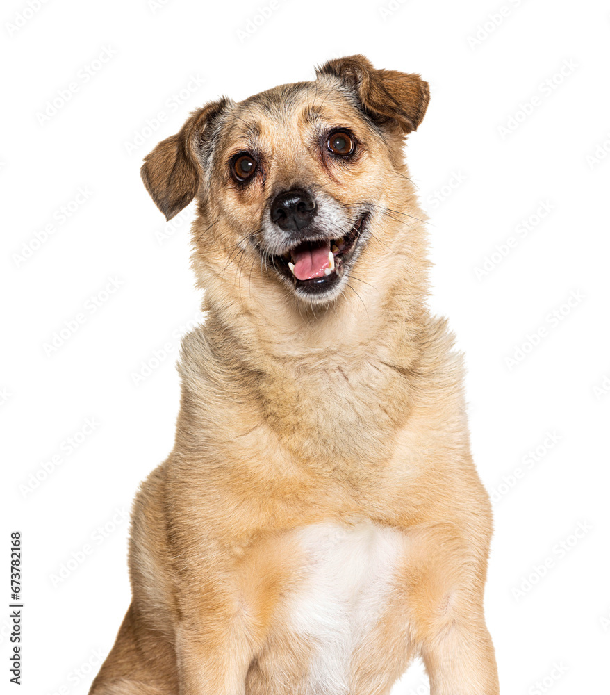 Old small Crossbreed dog panting isolated on white Old small Crossbreed dog panting isolated on white