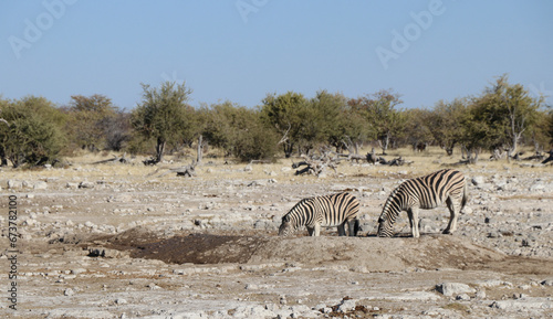 Z  bres  t  te dans le sable  - Namibie