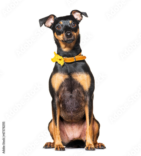 Miniature Pinscher dog wearing a yellow collar dog photo