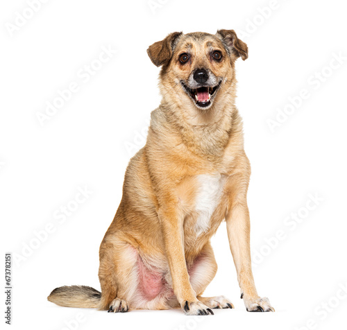 Old small Crossbreed dog panting isolated on white