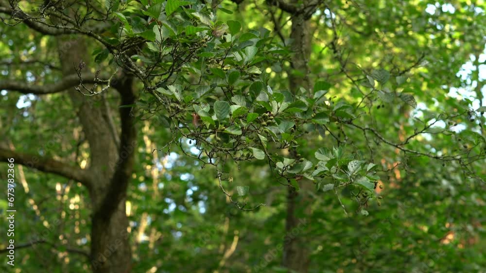 A closeup shot of autumn tree buds on green leaves A closeup shot of autumn tree buds on green leaves