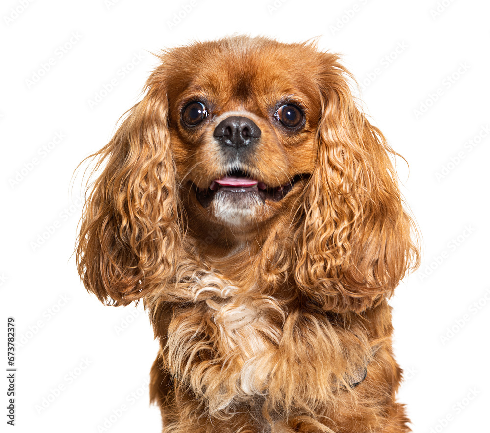 Panting brown Cavalier king charles sapniel, isolated on white Panting brown Cavalier king charles sapniel, isolated on white