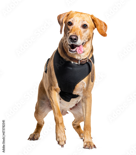 Old labrador retriever wearing an harness  isolated on white